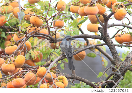 柿とヒヨドリ 123967081