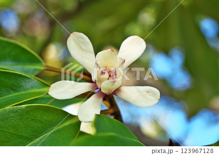 白色のオガタマノキの花(春、三月) 白色のオガタマノキの花(春、三月) 123967128