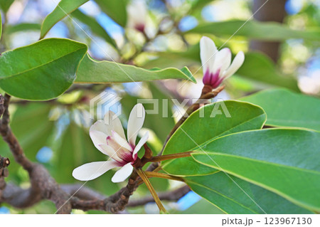 白色のオガタマノキの花(春、三月) 白色のオガタマノキの花(春、三月) 123967130