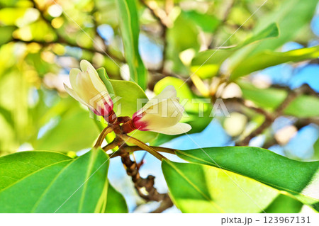 白色のオガタマノキの花(春、三月) 白色のオガタマノキの花(春、三月) 123967131