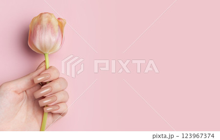 Woman hand with perfect manicure holding beautiful tulip flower on pink background 123967374