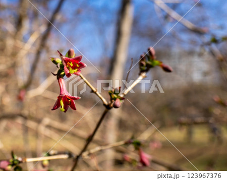 早春に咲き始めたウグイスカグラの花 123967376