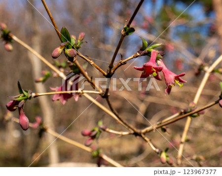 早春に咲き始めたウグイスカグラの花 早春に咲き始めたウグイスカグラの花 123967377