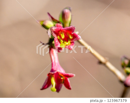 早春に咲き始めたウグイスカグラの花 123967379