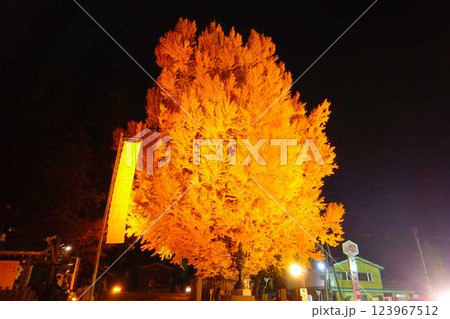 熊野大社 大銀杏 紅葉 黄葉 ライトアップ 南陽市 熊野大社 大銀杏 紅葉 黄葉 ライトアップ 南陽市 123967512