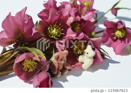 クリスマスローズの花束とテディベア クリスマスローズの花束とテディベア 123967623