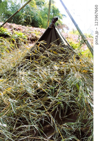 軍幕キャンプ 軍幕キャンプ 123967660