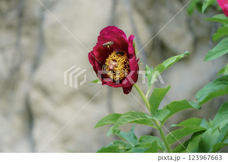 Image of a peony flower under protection. 123967663