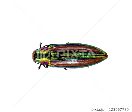 Afrochroa lepida exhibits brilliant green and brown hues, highlighting its striking patterns. This exotic beetle is often found in wooded areas during warm months. 123967789