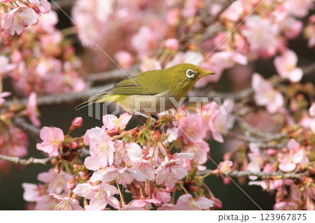 河津桜にとまるメジロ 123967875