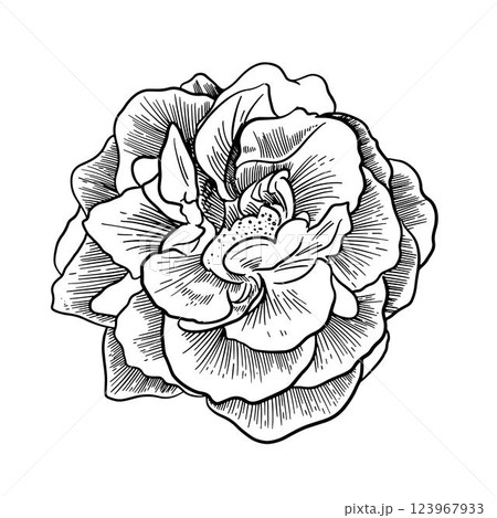 beautiful black and white rose . Floral illustration isolated on background. design greeting card and invitation of the wedding, birthday, Valentine s Day, mother s day, holiday beautiful black and white rose . Floral illustration isolated on background. design greeting card and invitation of the wedding, birthday, Valentine s Day, mother s day, holiday 123967933