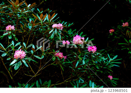 滋賀県蒲生郡日野町鎌掛谷のホンシャクナゲ群落を撮影 123968501