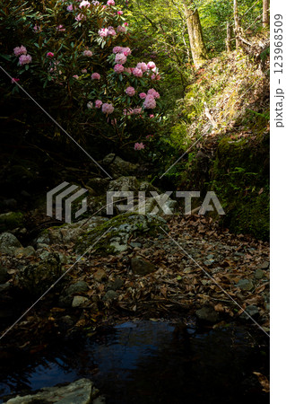 滋賀県蒲生郡日野町鎌掛谷のホンシャクナゲ群落を撮影 滋賀県蒲生郡日野町鎌掛谷のホンシャクナゲ群落を撮影 123968509