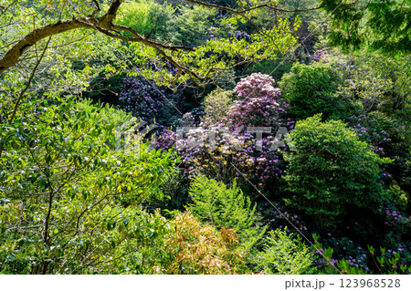 滋賀県蒲生郡日野町鎌掛谷のホンシャクナゲ群落を撮影 123968528
