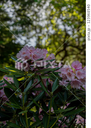 滋賀県蒲生郡日野町鎌掛谷のホンシャクナゲ群落を撮影 123968540