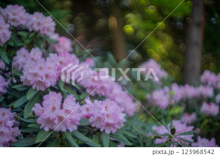 滋賀県蒲生郡日野町鎌掛谷のホンシャクナゲ群落を撮影 123968542