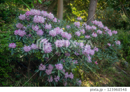 滋賀県蒲生郡日野町鎌掛谷のホンシャクナゲ群落を撮影 123968548