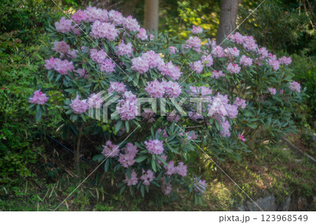 滋賀県蒲生郡日野町鎌掛谷のホンシャクナゲ群落を撮影 123968549