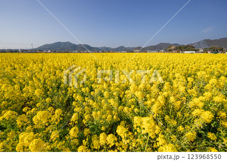 早春の南房総 青空のもと一面満開の菜の花 123968550