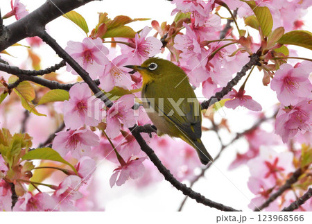 メジロと河津桜 123968566