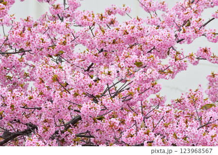 メジロと河津桜 123968567