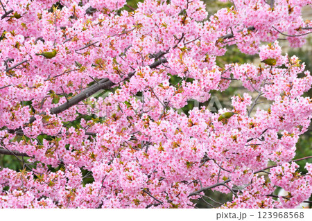 メジロと河津桜 123968568