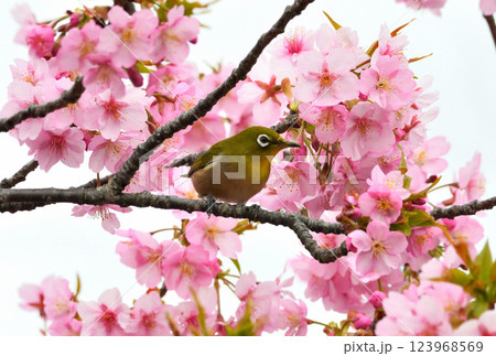 メジロと河津桜 123968569