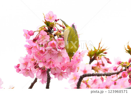メジロと河津桜 123968571