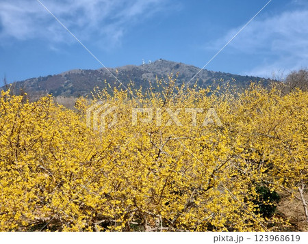 筑波山とロウバイの群生と青空 123968619