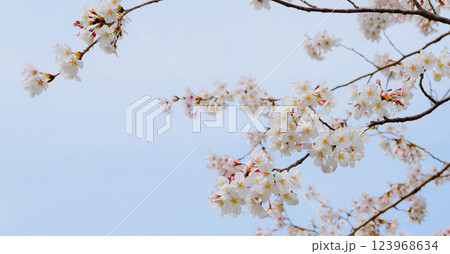満開の桜と青空、サクラの背景、ソメイヨシノ 123968634