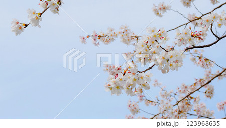 満開の桜と青空、サクラの背景、ソメイヨシノ 123968635