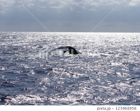 ザトウクジラ　フルークダウン 123968956