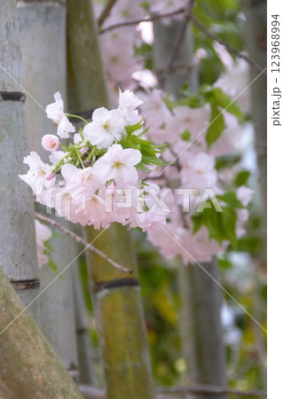 大きな花びらの横輪桜 大きな花びらの横輪桜 123968994