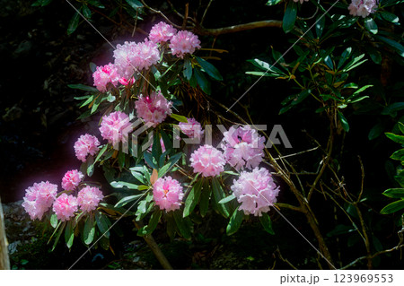 滋賀県蒲生郡日野町鎌掛谷のホンシャクナゲ群落を撮影 123969553