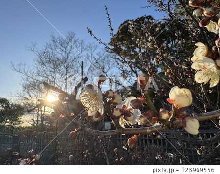 太陽に照らされる白い梅の花 123969556