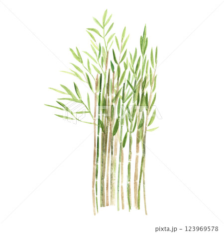 Bamboo, green plant watercolor illustration isolated on white. Hand drawn high quality clip art perfect as a design element for landscapes, cards, posters, garden decor, blog post. Asia, China nature 123969578