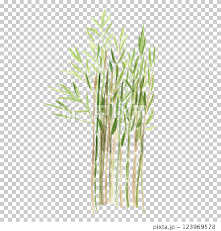 Bamboo, green plant watercolor illustration isolated on white. Hand drawn high quality clip art perfect as a design element for landscapes, cards, posters, garden decor, blog post. Asia, China nature 123969578