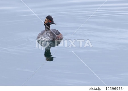 生き物 野鳥 ハジロカイツブリ、黒色主体の夏羽。胸元はもう少し黒くなるはず、金色の飾り羽がおしゃれ 生き物 野鳥 ハジロカイツブリ、黒色主体の夏羽。胸元はもう少し黒くなるはず、金色の飾り羽がおしゃれ 123969584