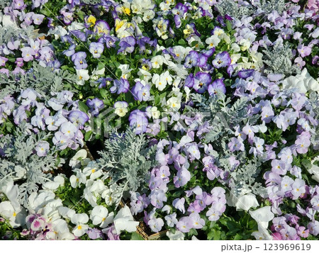 色とりどりの花壇 123969619