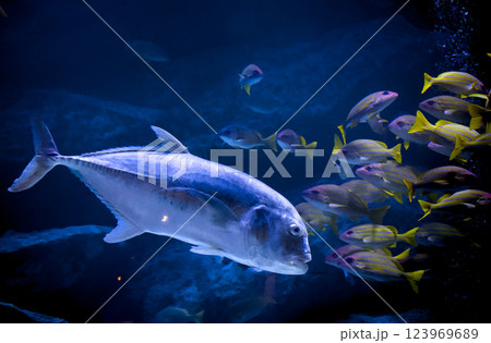 水族館の水槽で大きな魚と小さな魚が泳いでいる風景 水族館の水槽で大きな魚と小さな魚が泳いでいる風景 123969689