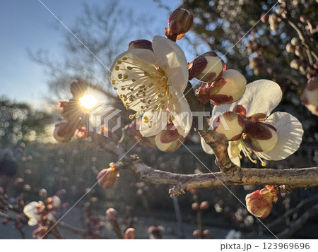 太陽に照らされる白い梅の花 太陽に照らされる白い梅の花 123969696