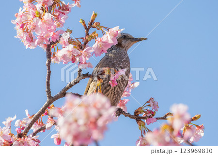 桜の帽子をかぶるヒヨドリ 桜の帽子をかぶるヒヨドリ 123969810