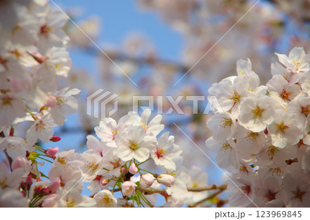 桜 桜 123969845