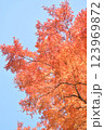 青空に映える紅葉 123969872