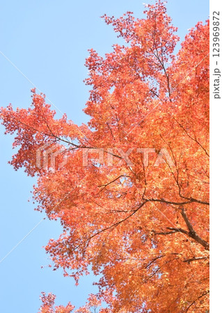 青空に映える紅葉 123969872