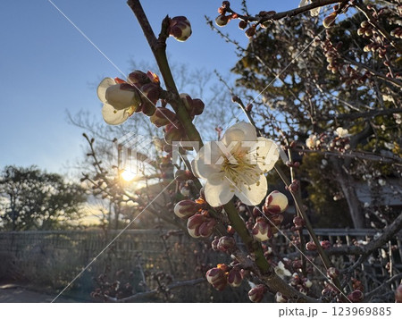 太陽に照らされる白い梅の花 太陽に照らされる白い梅の花 123969885