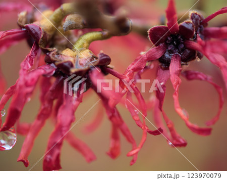 雨の3月に咲き始めたハマメリス・インターメディア「ダイアン」 雨の3月に咲き始めたハマメリス・インターメディア「ダイアン」 123970079