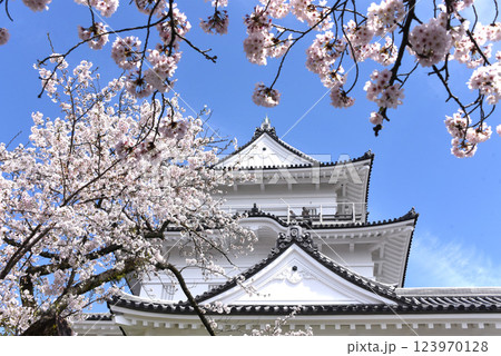 城 桜 城 桜 123970128