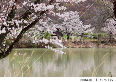 甲斐市の梅の里公園の矢木羽湖の桜と取水棟・1 甲斐市の梅の里公園の矢木羽湖の桜と取水棟・1 123970135