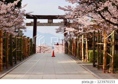 甲府市の武田神社の桜・1 123970153